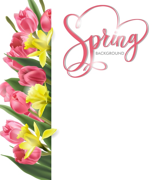 Spring background with Blooming spring  flowers  pink  tulips Narcissus  Spring  Concept