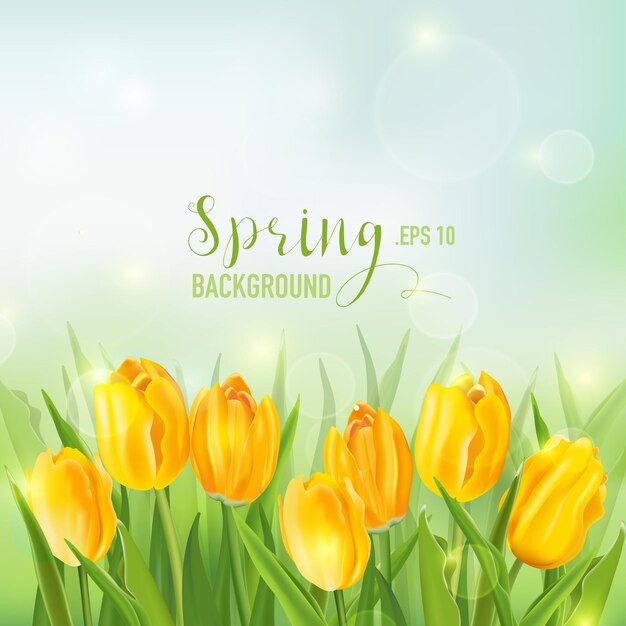 Spring Background with Tulips Flowers