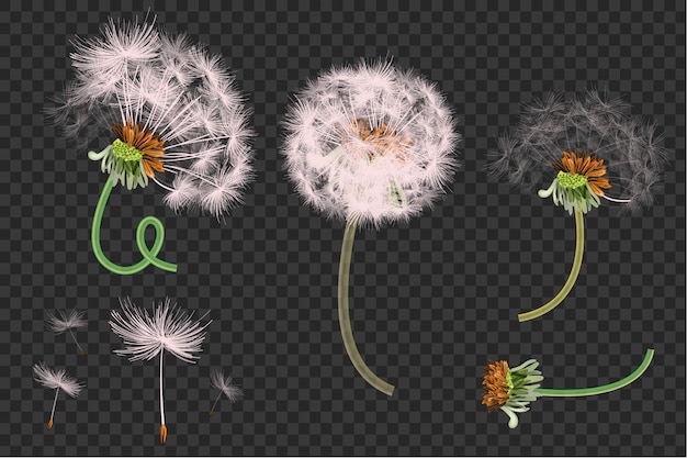 Vector spring background with white dandelions
