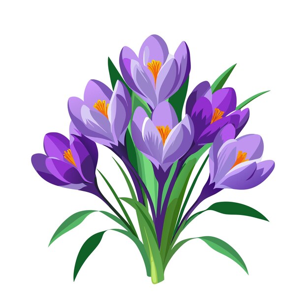 Spring bouquet of crocus flowers with green leaves on white