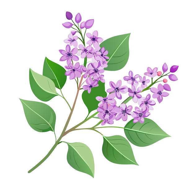 Vector spring branch of blooming lilac