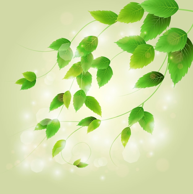 Весенняя ветка со свежими зелеными листьями