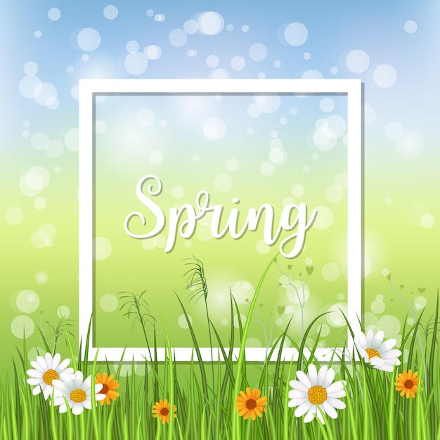 Vector spring card with blooming chamomile with withe frame