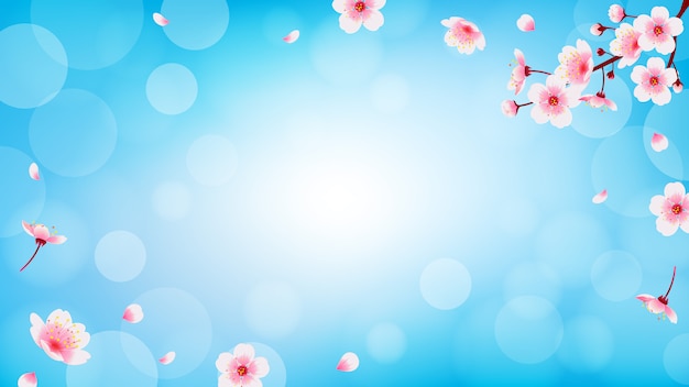 Vector spring cherry blossom with falling petals background