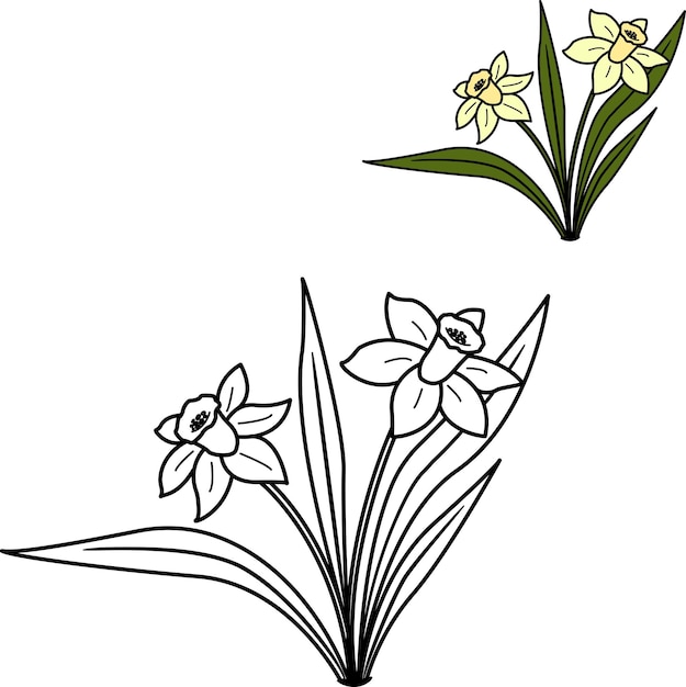 Vector spring daffodils for coloring book