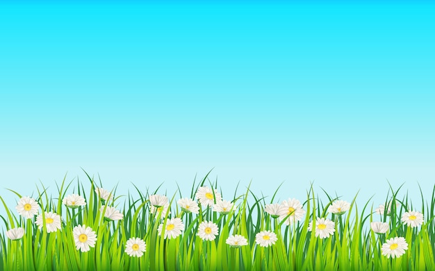 Vector spring field of flowers of daisies, chamomile and green juicy grass