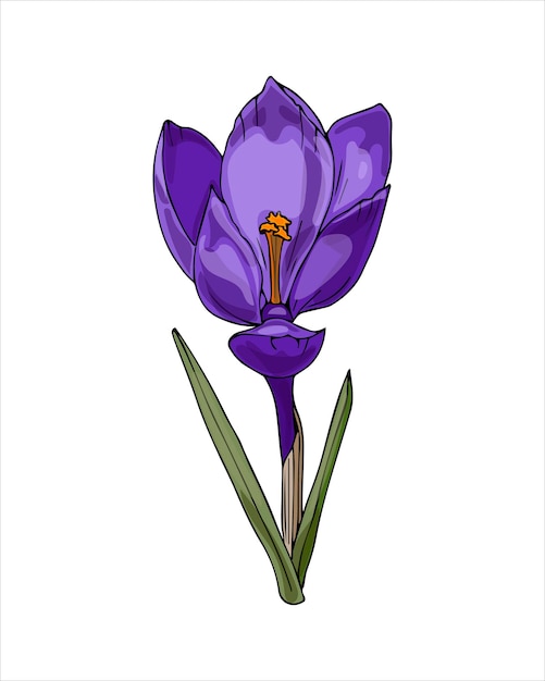 Вектор Весенний цветок крокус фиолетового цвета ручной рисунок эскиз в стиле рисования на белом фоне