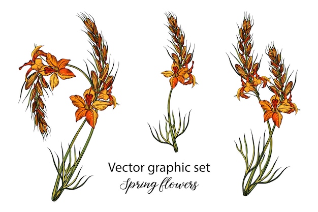 Spring flower illustration