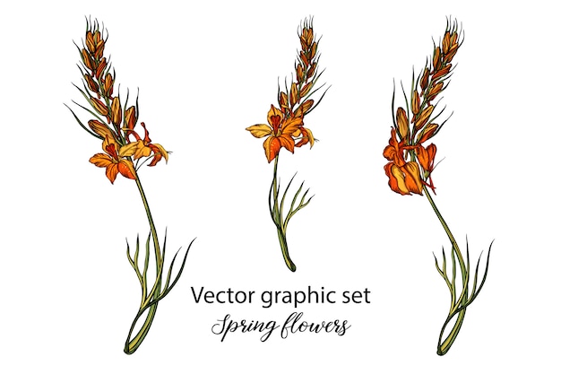 Spring flower illustration