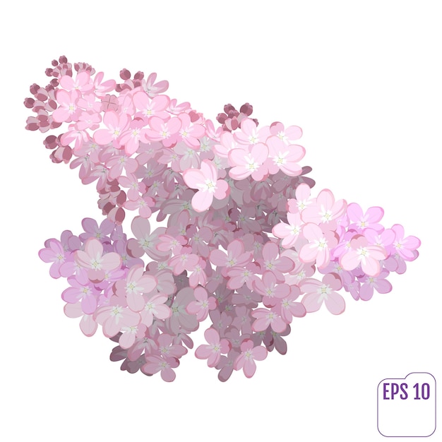 Spring flower, twig pink lilac. Syringa vulgaris. Buds and lush inflorescences of lilacs. Vector