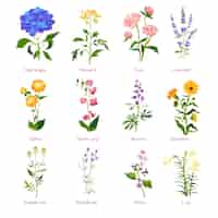 Vector spring flower and wildflower with names vector