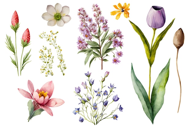 Весенние цветы. Ботанический цветочный набор. Ручной рисунок абстрактных луговых фэнтезийных цветов.