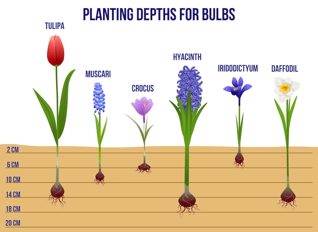 Vettore infografica piatta fiori primaverili con vista profilo di germogli di piante con testo modificabile radici e illustrazione vettoriale righello