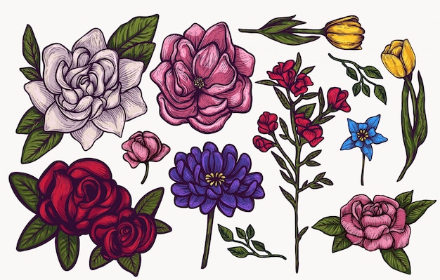 Insieme variopinto isolato disegnato a mano di clipart dei fiori della molla