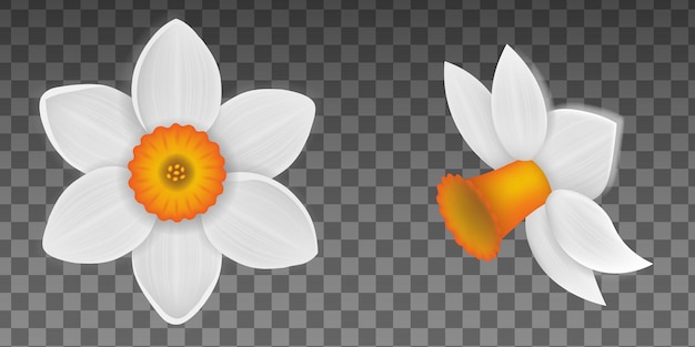 Vector spring flowers isolated narcissus