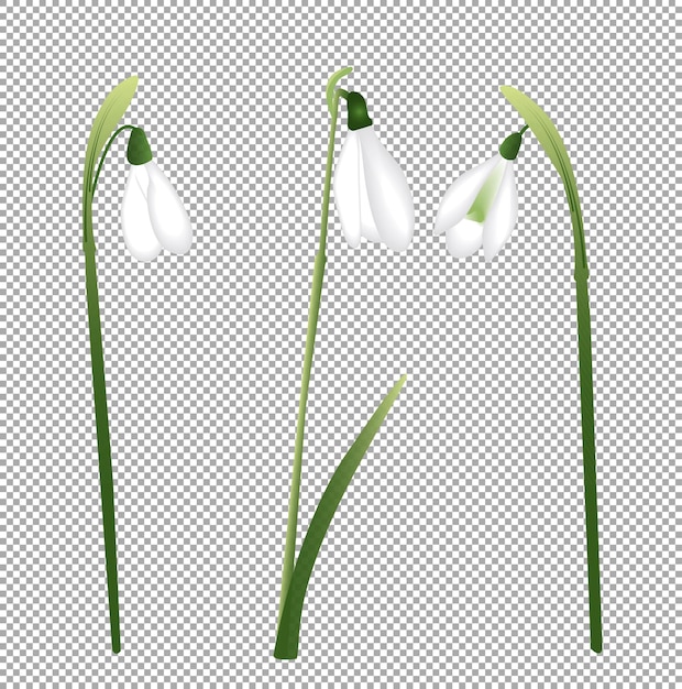 Vector spring flowers isolated snowdrops vector illustration snowdrops blossoming through the snow sim