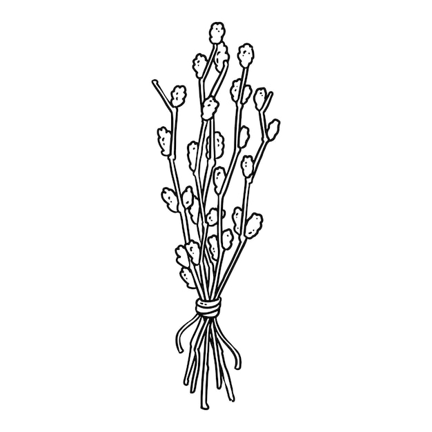 Spring flowers Vintage hand drawn pussywillow Sketch Vector engraving illustration Easter