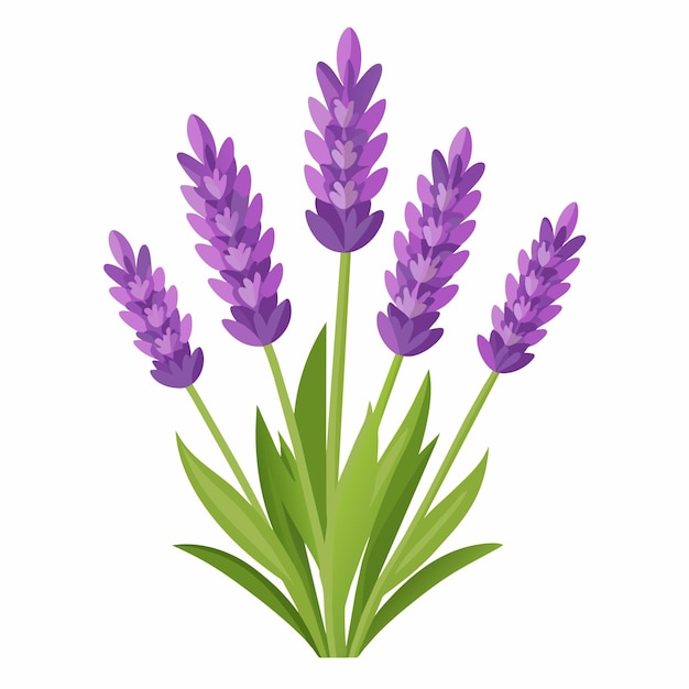 Vector spring of lavender vector on isolated background