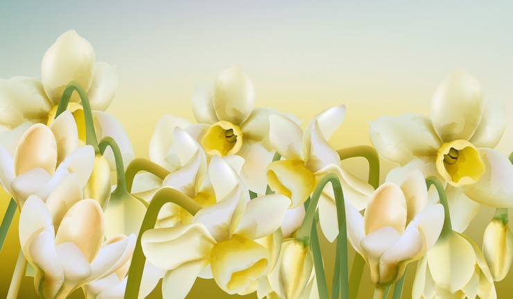 Vector spring meadow of daffodil flowers in watercolor style