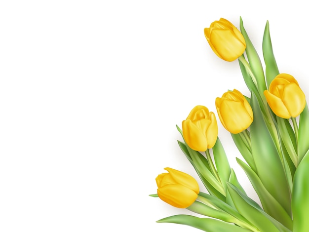 Spring Natural background with Yellow Tulips Flowers.