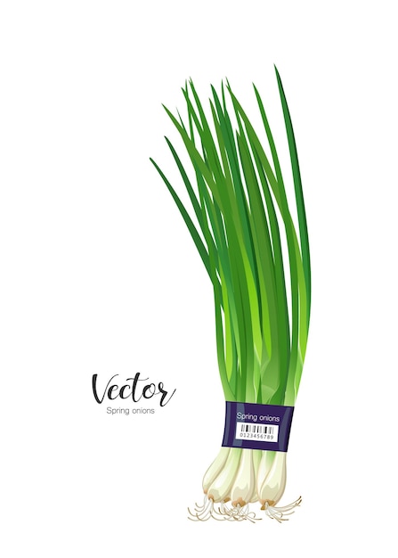 Spring onions fresh one pack