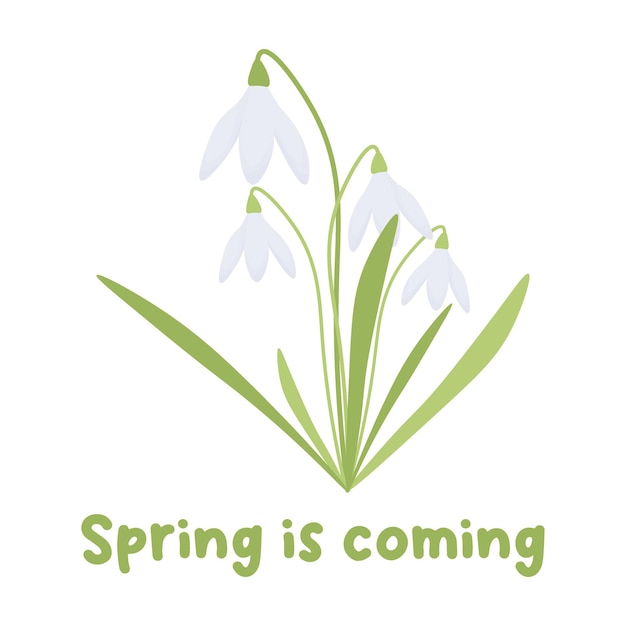 spring postcard with snowdrops spring is coming spring print vector flat illustration