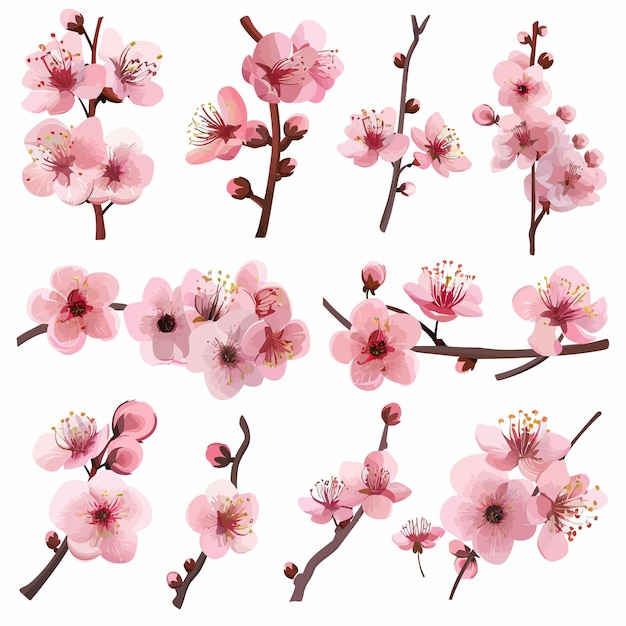 Vector spring_sakura_cherry_blooming_flowers_pink_petals