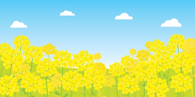 Illustrazione dello scenario primaverile del fiore di canola.