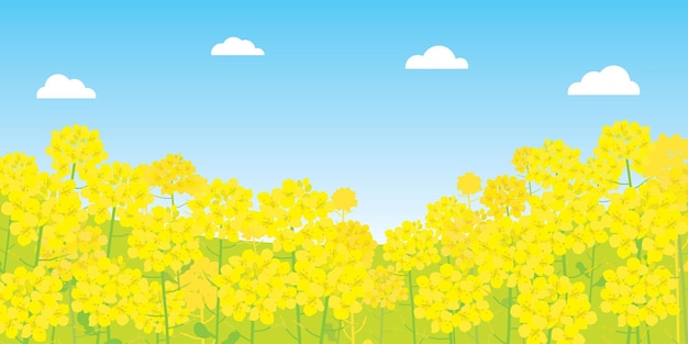 벡터 카놀라 꽃의 봄 풍경 그림입니다.