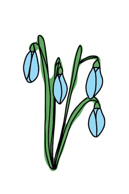 Spring snowdrop buds in color on a white background Vector line art card print invitation