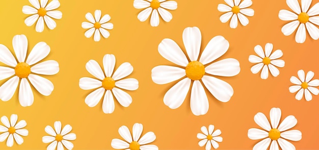 Vector spring or summer nature background with white realistic daisy flowers decor ornament pattern