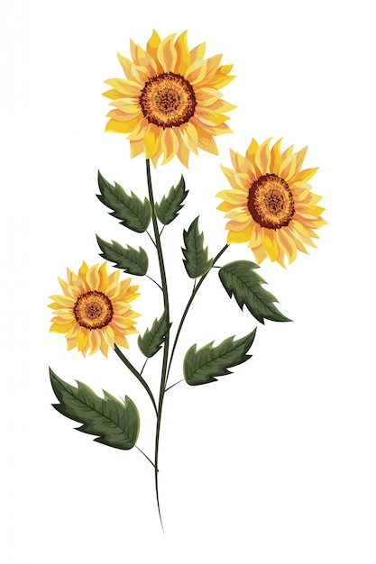 Spring sunflower drawinf with leaves