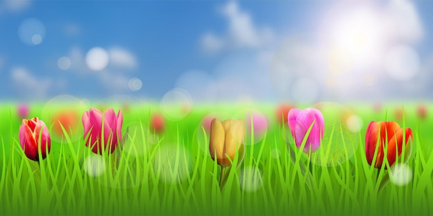 Spring sunny landscape with tulips in the meadow