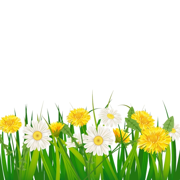 Spring template background with flowers dandelions and daisies, chamomiles, grass