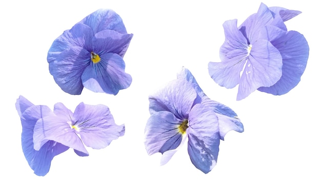 Vettore violetta fiore tenero primaverile