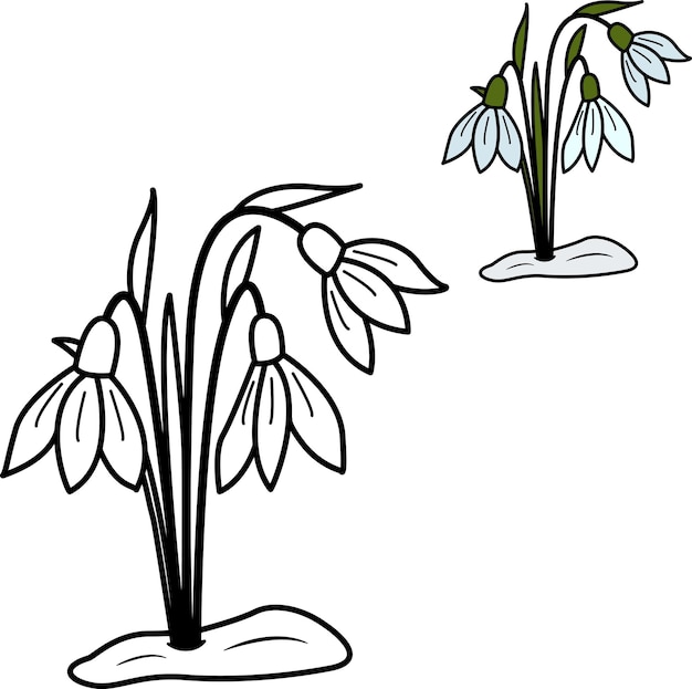 Spring tender snowdrops for coloring book