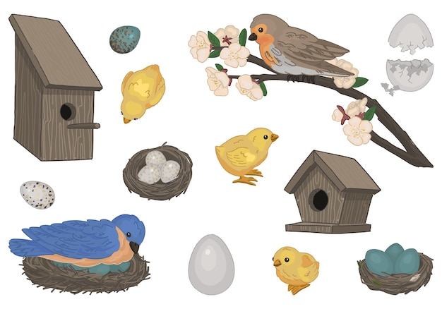 Vector spring time collection sketches set of birds nest chicks bird houses eggs vector in cartoon style