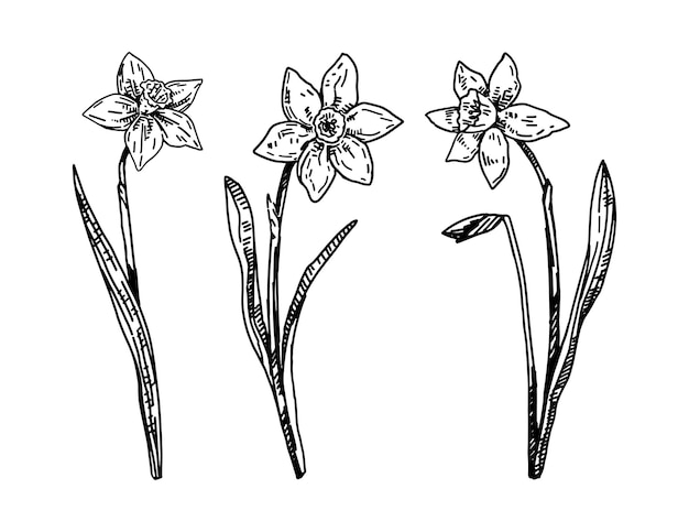 Vettore collezione di fiori primaverili clipart set di schizzi di narcissi illustrazione vettoriale disegnata a mano isolata su bianco