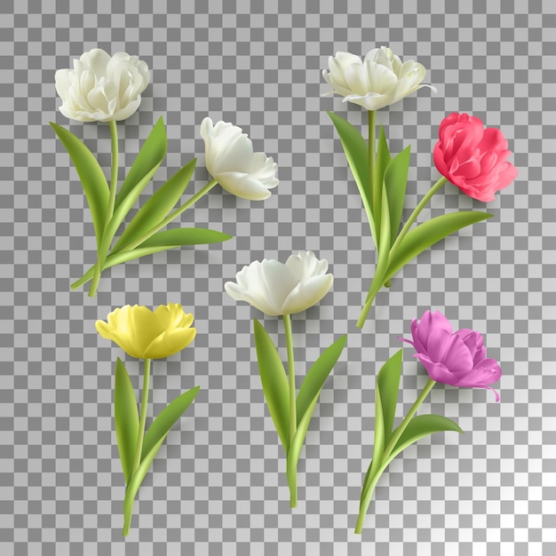 Vector spring tulip flower