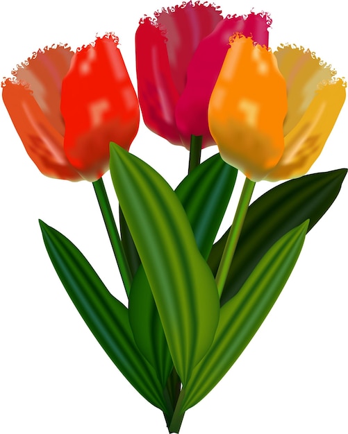 Spring tulip flowers