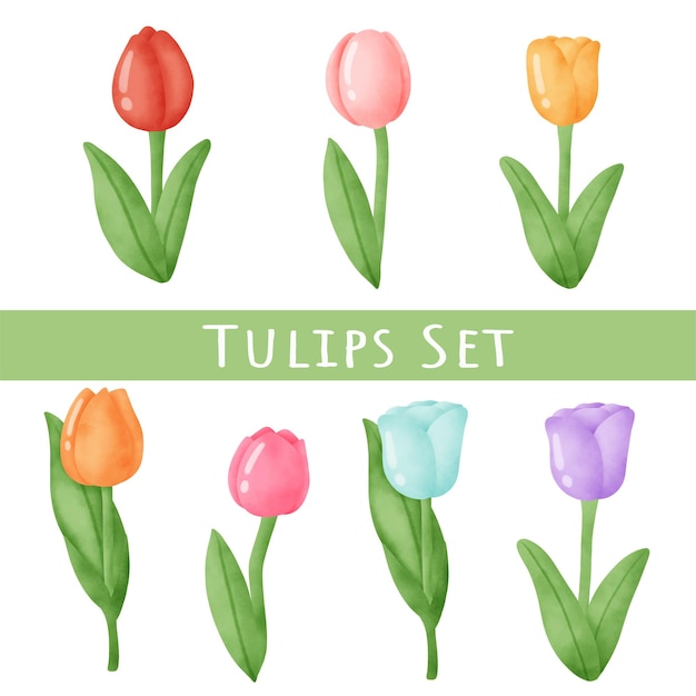 Set di tulipani di primavera.