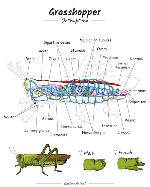 Vector sprinkhaan-anatomie