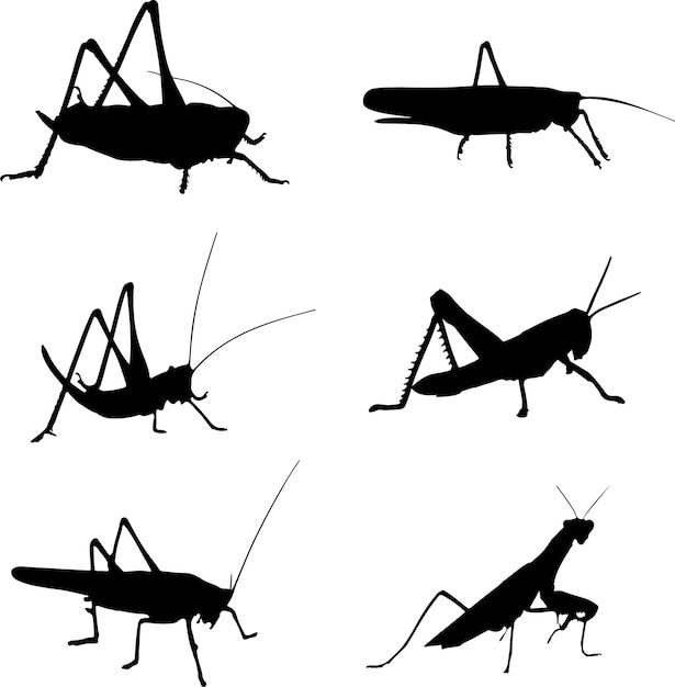 Sprinkhaan Silhouet Grafisch Vector Pack