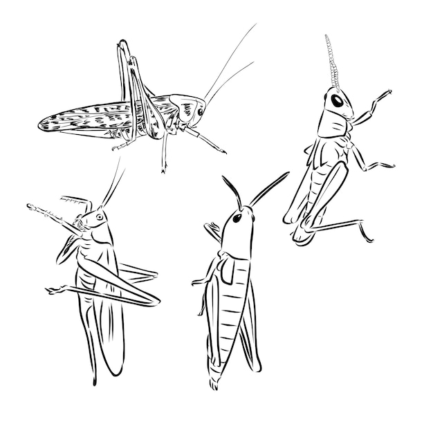 Sprinkhaan sprinkhaan insect gravure vector illustratie scratch board stijl imitatie zwart-wit