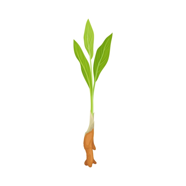 Vector sprout of asian plant of ginger family with green leaves vector illustration
