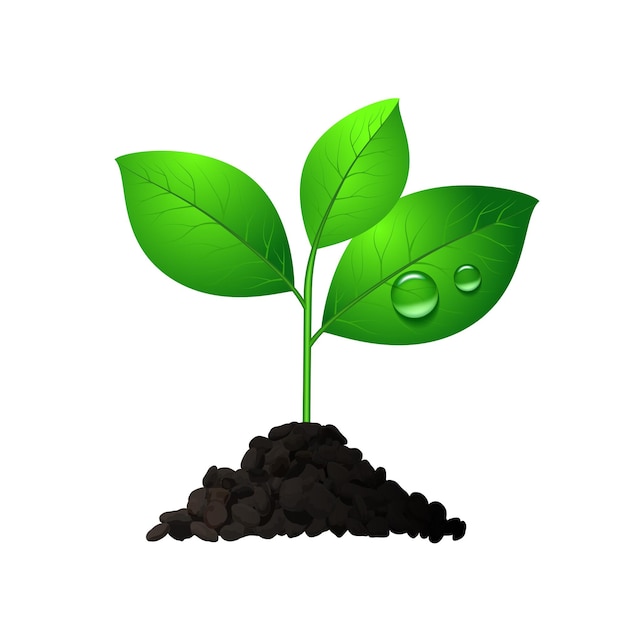 Sprout plant in soil with two leaves seedling realistic sign