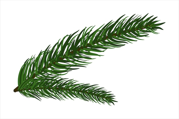 Vector spruce branch drawn by hand christmas tree branch isolated on a white background