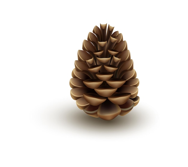 Spruce or fir tree cone isolated on white background