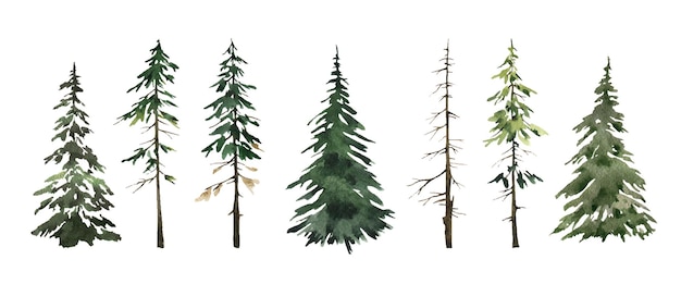 Vector spruce green tree watercolor illustration forest landscape fir silhouette