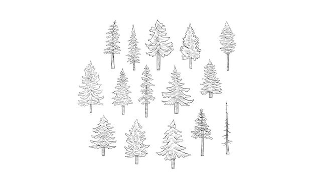 Vector spruce tree handdrawn collection